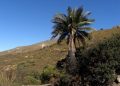 Palmar de #Petorca en la mirada de Ignacio Domeyko.
