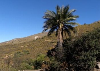 Palmar de #Petorca en la mirada de Ignacio Domeyko.