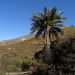 Palmar de #Petorca en la mirada de Ignacio Domeyko.