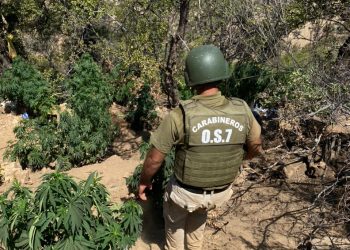 Nueva plantación ilegal de marihuana es descubierta por 0S7 de Carabineros en Petorca: eran más de 4 mil plantas.