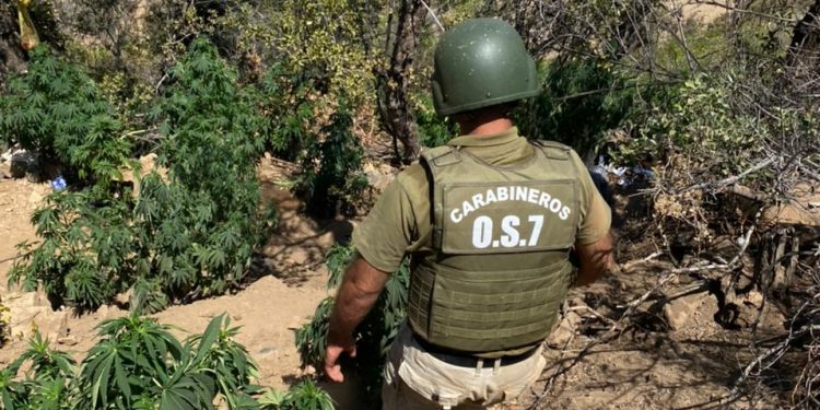 Nueva plantación ilegal de marihuana es descubierta por 0S7 de Carabineros en Petorca: eran más de 4 mil plantas.