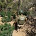 Nueva plantación ilegal de marihuana es descubierta por 0S7 de Carabineros en Petorca: eran más de 4 mil plantas.