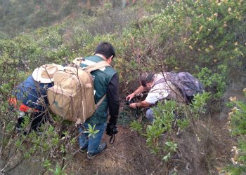 Conaf realiza inédita prospección de flora vascular nativa en el Parque Urbano Natural La Ligua