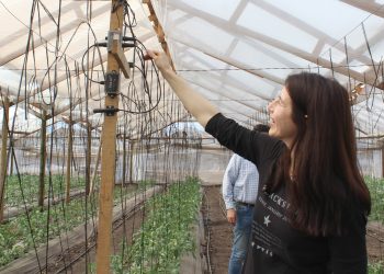 Productores de la Región de Valparaíso y el país monitorean digitalmente el clima de sus invernaderos.