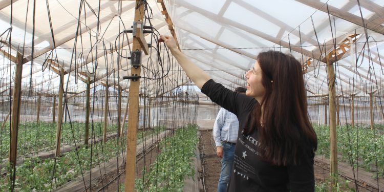 Productores de la Región de Valparaíso y el país monitorean digitalmente el clima de sus invernaderos.
