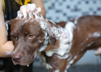 ¿Cómo bañar a un perro que odia el agua?