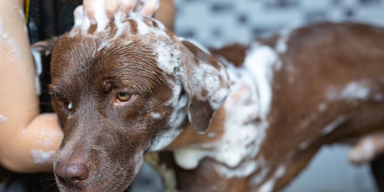 ¿Cómo bañar a un perro que odia el agua?