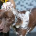 ¿Cómo bañar a un perro que odia el agua?