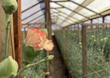 Apoyo de la ciencia para fortalecer a floricultores de Longotoma