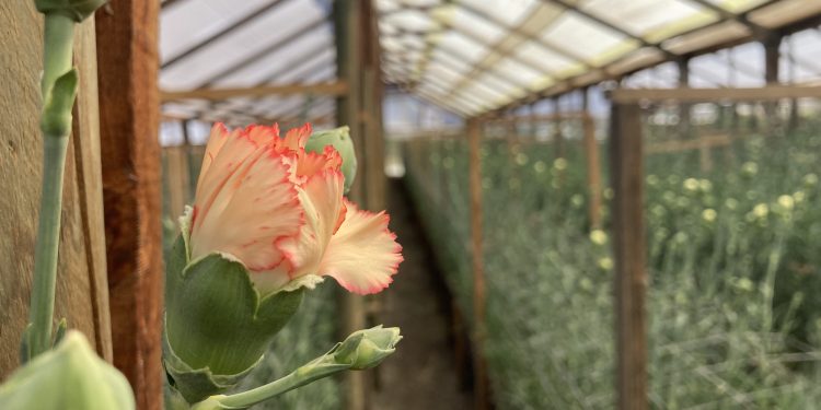 Apoyo de la ciencia para fortalecer a floricultores de Longotoma