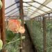 Apoyo de la ciencia para fortalecer a floricultores de Longotoma