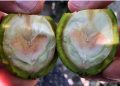 Investigan “mancha naranja” que  afecta a las nueces de exportación.