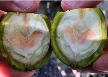 Investigan “mancha naranja” que  afecta a las nueces de exportación.