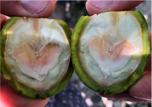 Investigan “mancha naranja” que afecta a las nueces de exportación.