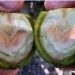 Investigan “mancha naranja” que afecta a las nueces de exportación.