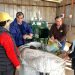 COMUNA DE LA LIGUA INAUGURA PROYECTO PARA AVANZAR EN RECICLAJE DOMICILIARIO.