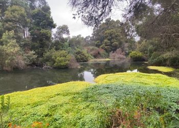 SEREMI DEL MEDIO AMBIENTE REALIZA LANZAMIENTO DE GUÍA DE FLORA HIDRÓFILA PARA APOYAR LA PROTECCIÓN DE HUMEDALES EN CHILE