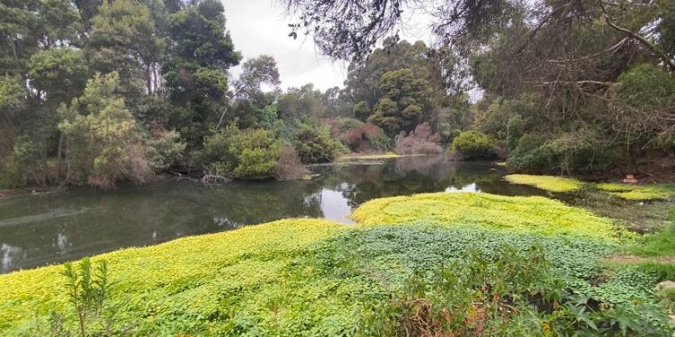 SEREMI DEL MEDIO AMBIENTE REALIZA LANZAMIENTO DE GUÍA DE FLORA HIDRÓFILA PARA APOYAR LA PROTECCIÓN DE HUMEDALES EN CHILE